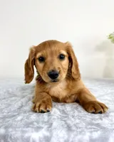 Dax, a male Miniature Dachshund for sale in Indianapolis, IN – 2 of 6