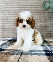 Marlin, a male Cavapoo for sale in Indianapolis, IN – 4 of 4