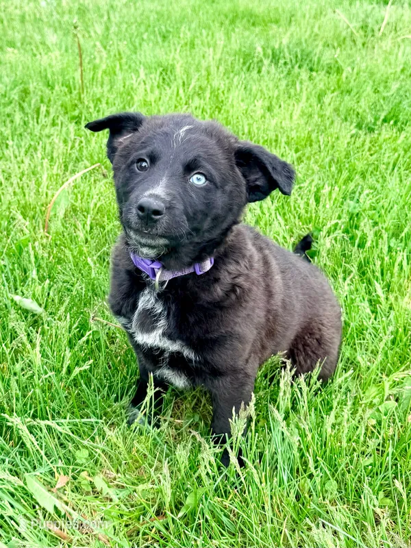 Brooke – Australian Cattle Dog, German Shepherd Dog puppy for sale in Indianapolis, IN