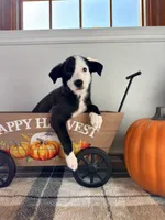 Honey, a female Border Collie for sale in Indianapolis, IN – 5 of 5