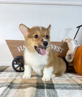 CKC Parker, a male Pembroke Welsh Corgi for sale in Indianapolis, IN – 3 of 4