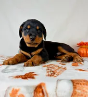 Duke, a female Rottweiler for sale in Indianapolis, IN – 2 of 6