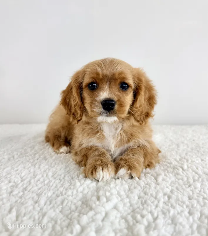 Charlie – Cavapoo puppy for sale in Indianapolis, IN