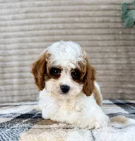 Marlin, a male Cavapoo for sale in Indianapolis, IN – 2 of 4