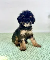 Sabrina, a female Miniature Bernedoodle for sale in Indianapolis, IN – 5 of 5