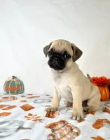 Princeton, a male Pug for sale in Indianapolis, IN – 2 of 5