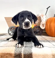 Hazel, a female Border Collie for sale in Indianapolis, IN – 2 of 6