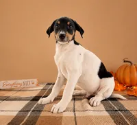 Copper, a male Rat Terrier and Doberman Pinscher for sale in Indianapolis, IN – 2 of 4