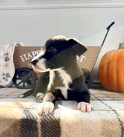 Maple, a female Border Collie for sale in Indianapolis, IN – 3 of 5