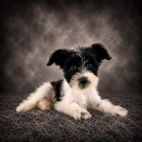 AKC Stella, a female Miniature Schnauzer for sale in Indianapolis, IN – 2 of 5
