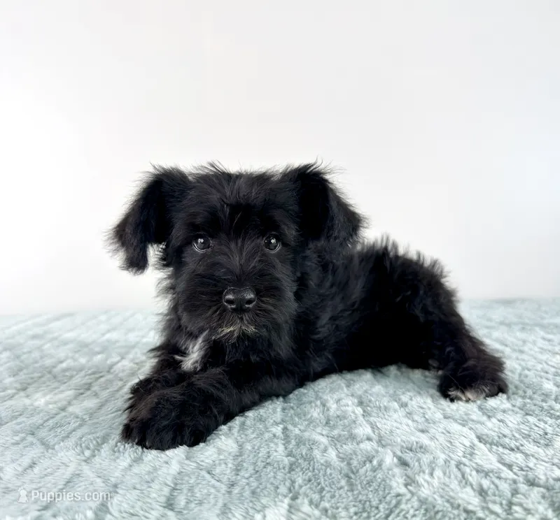 AKC Sammy – Miniature Schnauzer puppy for sale in Indianapolis, IN