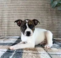 Michelangelo, a male Boston Terrier and Rat Terrier for sale in Indianapolis, IN – 3 of 5