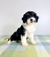 Trixie, a female Miniature Bernedoodle for sale in Indianapolis, IN – 3 of 5