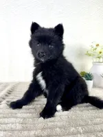 Jewels, a female Pomsky for sale in Indianapolis, IN – 2 of 5