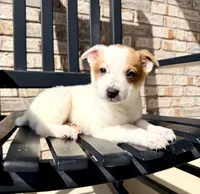 Daisy, a female Australian Cattle Dog for sale in Indianapolis, IN – 1 of 5
