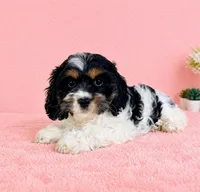 Cora, a female Cavapoo for sale in Indianapolis, IN – Photo 5 of 5