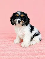 Cora, a female Cavapoo for sale in Indianapolis, IN – Photo 4 of 5