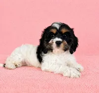 Cora, a female Cavapoo for sale in Indianapolis, IN – Photo 3 of 5