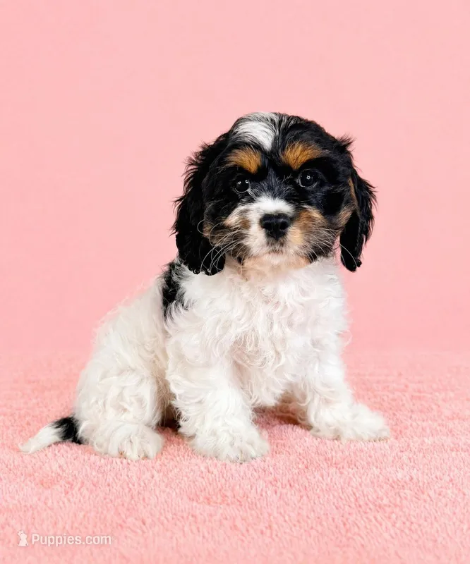 Cora – Cavapoo puppy for sale in Indianapolis, IN