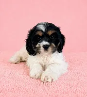 Cora, a female Cavapoo for sale in Indianapolis, IN – Photo 2 of 5