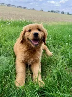 Buddy, a male Golden Retriever for sale in Indianapolis, IN – 2 of 5