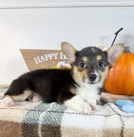 CKC Mae, a female Pembroke Welsh Corgi for sale in Indianapolis, IN – 2 of 5