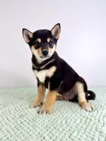 Mushu, a male Shiba Inu for sale in Indianapolis, IN – 4 of 7