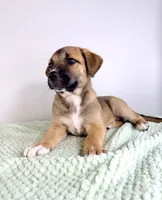 Mack, a male Border Collie and Cane Corso for sale in Indianapolis, IN – 3 of 6