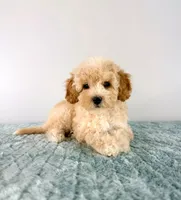 Pudding, a female Cavapoo for sale in Indianapolis, IN – 2 of 5