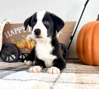 Autumn, a female Border Collie for sale in Indianapolis, IN – 3 of 7