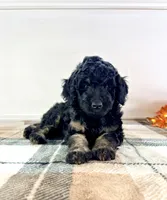 Luna, a female Miniature Bernedoodle for sale in Indianapolis, IN – 2 of 5
