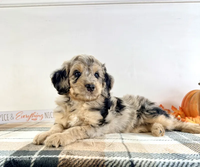 Draco – Miniature Bernedoodle puppy for sale in Indianapolis, IN