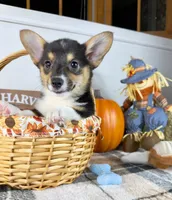 CKC Mae, a female Pembroke Welsh Corgi for sale in Indianapolis, IN – 3 of 5