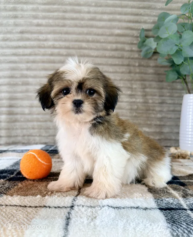 Jack – Mal Shi puppy for sale in Indianapolis, IN