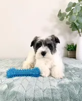 AKC Sammy, a male Miniature Schnauzer for sale in Indianapolis, IN – Photo 5 of 5