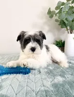 AKC Sammy, a male Miniature Schnauzer for sale in Indianapolis, IN – Photo 4 of 5