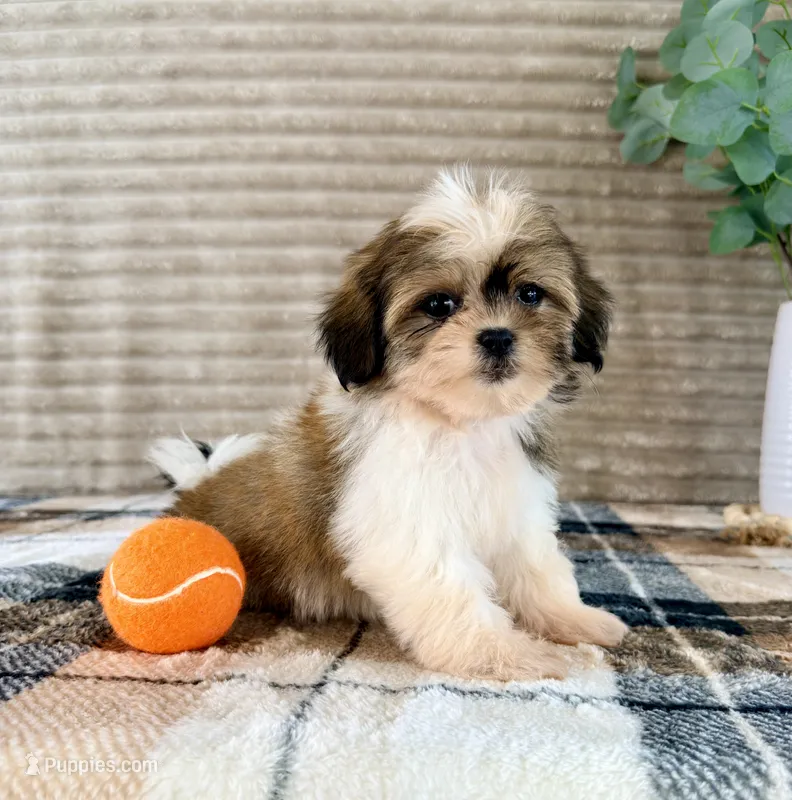 Jack – Mal Shi puppy for sale in Indianapolis, IN