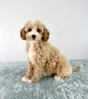 Coconut, a female Cavapoo for sale in Indianapolis, IN – 4 of 5