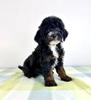 Jessie, a female Miniature Bernedoodle for sale in Indianapolis, IN – 5 of 5