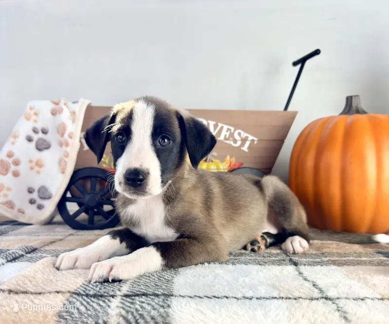 Cinnamon – Border Collie puppy for sale in Indianapolis, IN