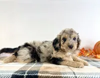 Draco, a male Miniature Bernedoodle for sale in Indianapolis, IN – 3 of 5