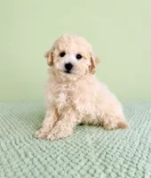 Barry, a male Bichon Frise for sale in Indianapolis, IN – 3 of 5