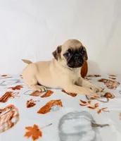 Petunia, a female Pug for sale in Indianapolis, IN – 1 of 7
