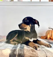 Prince, a male Doberman Pinscher for sale in Indianapolis, IN – 3 of 5
