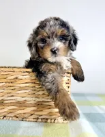 Hamm, a male Miniature Bernedoodle for sale in Indianapolis, IN – 5 of 6