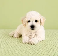Bo, a male Bichon Frise for sale in Indianapolis, IN – 2 of 5