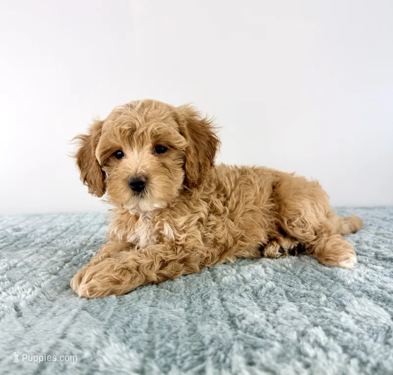 Honey  – Cavapoo puppy for sale in Indianapolis, IN