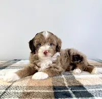 Bob, a male Miniature Bernedoodle for sale in Indianapolis, IN – 5 of 5