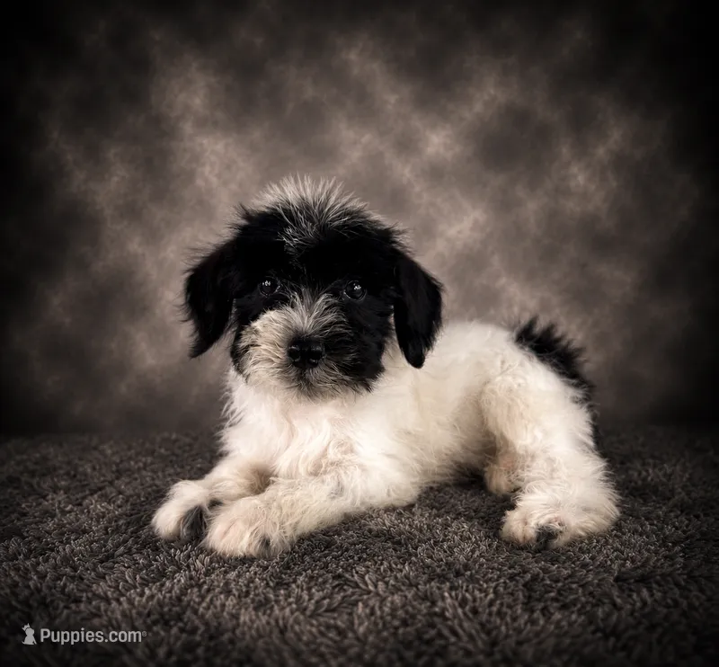 AKC Skye – Miniature Schnauzer puppy for sale in Indianapolis, IN