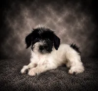 AKC Skye, a female Miniature Schnauzer for sale in Indianapolis, IN – 1 of 4
